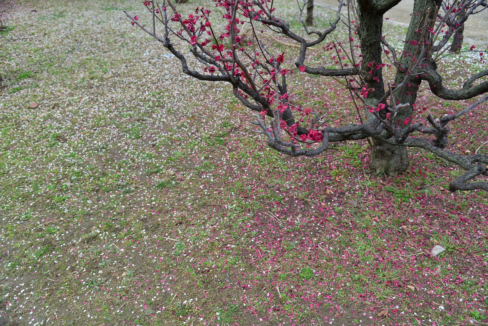 次は桜か