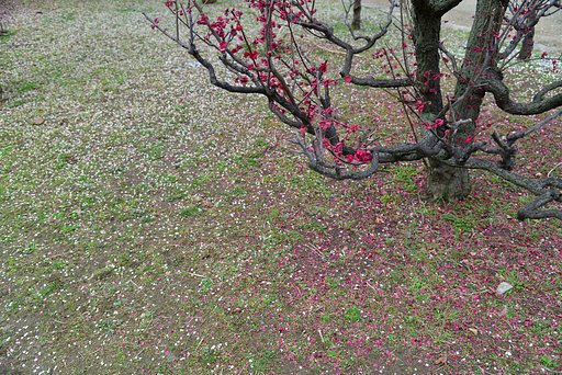 次は桜か