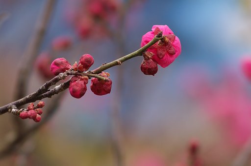 紅梅にも春！　試み３