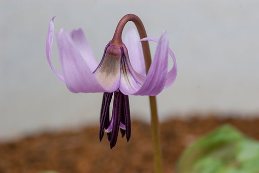 カタクリの花が開花。