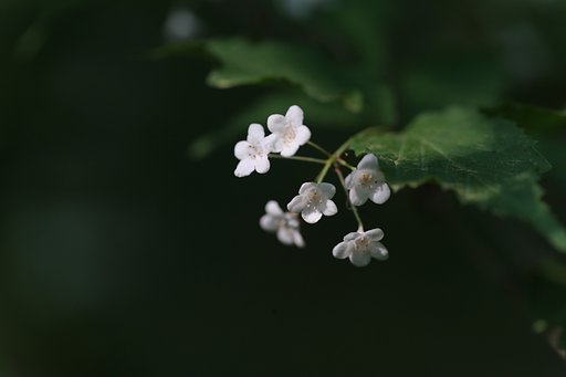 深窓の麗人たち