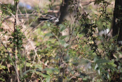 エナガの８（初）飛び