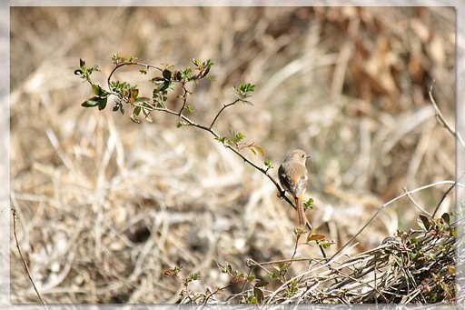 【春の予感】緑芽吹いたノイバラに