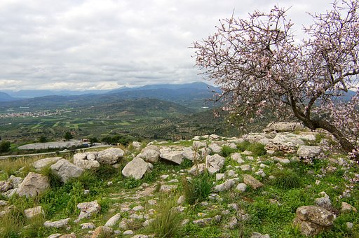 ミケーネの丘の桜？