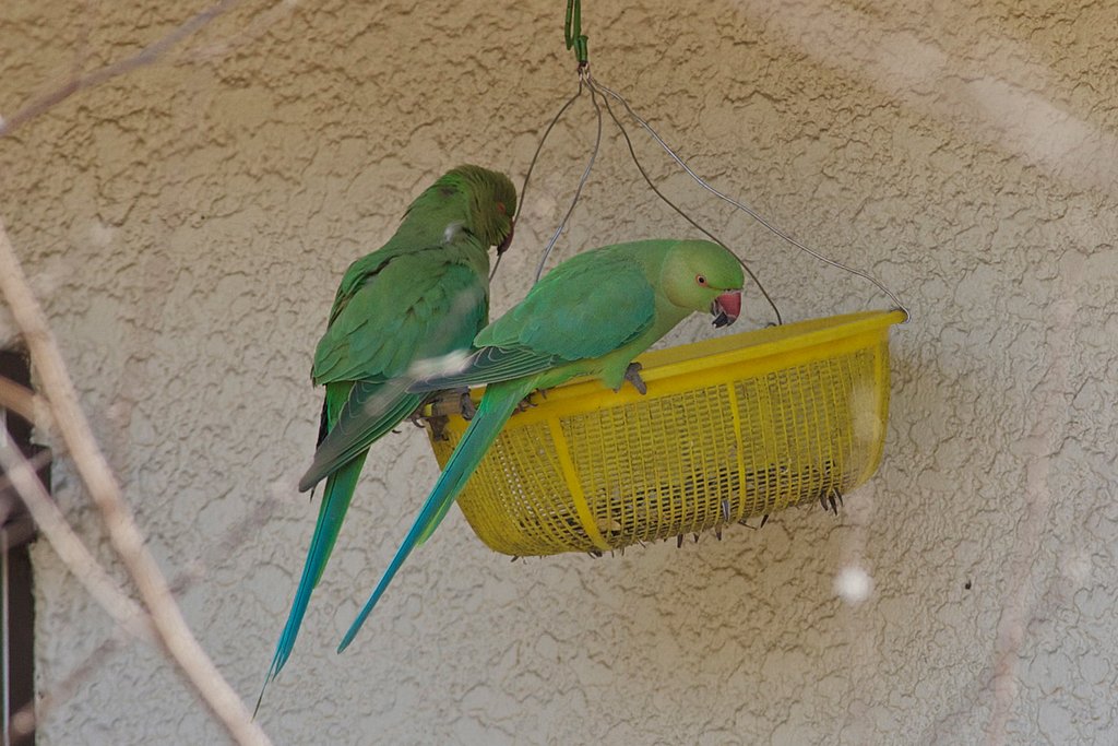 W・ワカケホンセイインコ