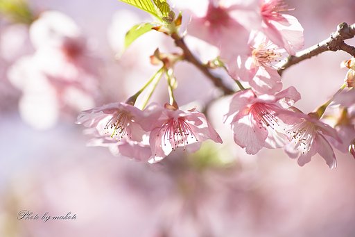 輝く日差しの中で