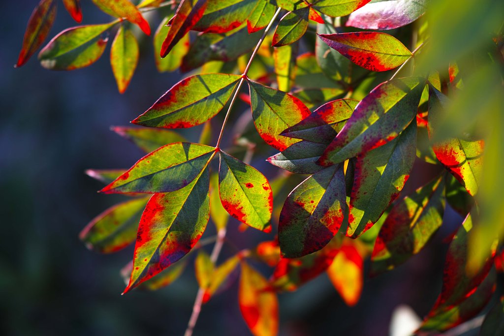 紅い葉