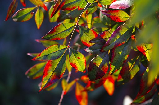 紅い葉