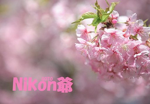 あらら？もう葉っぱが？？
