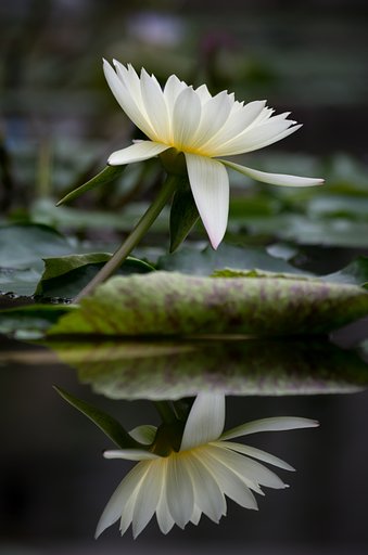 睡蓮
