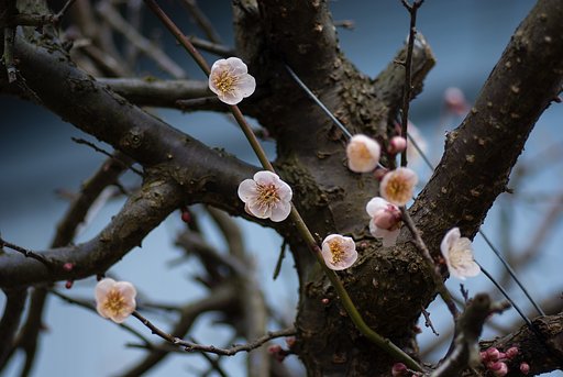 梅の花。