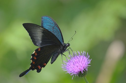 カラスアゲハ