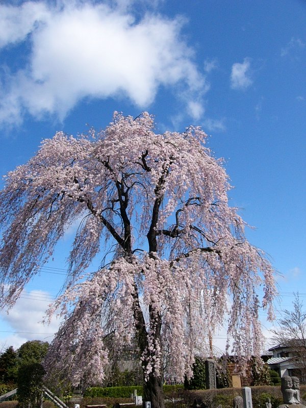 この桜好きです　＃３