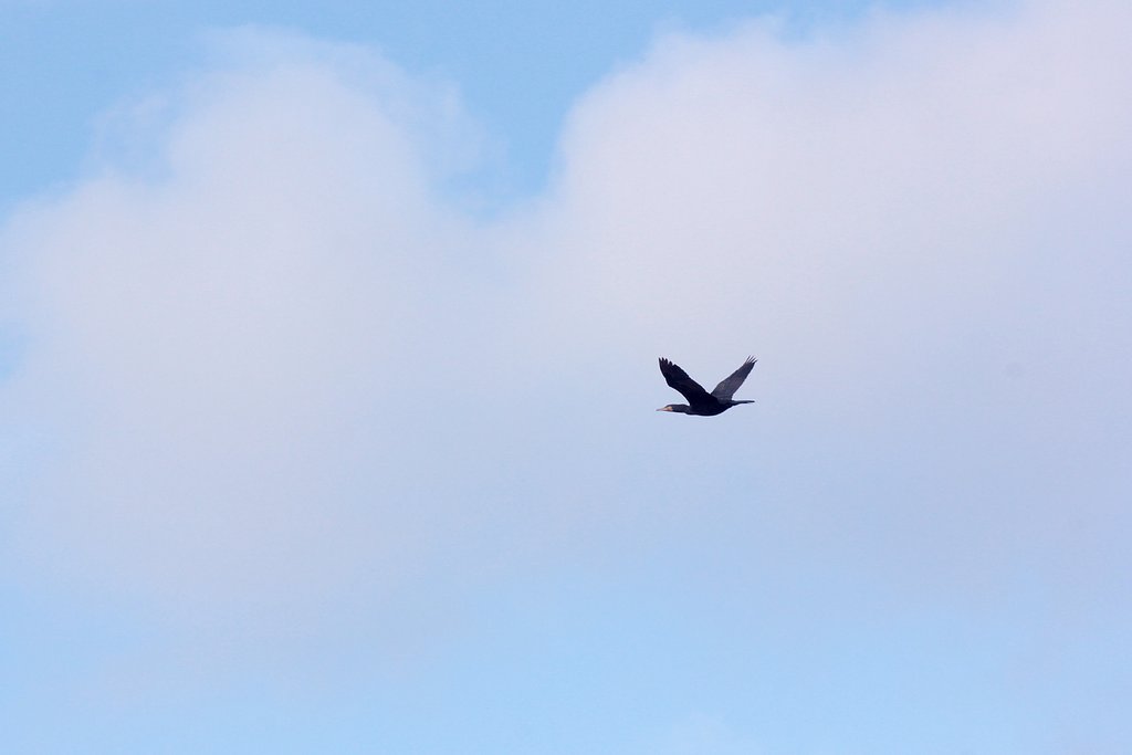 【師走】空に雲