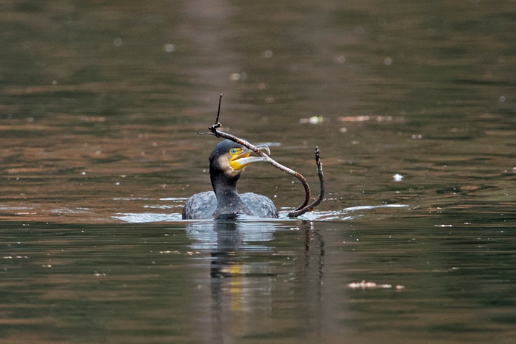 運・カワウ