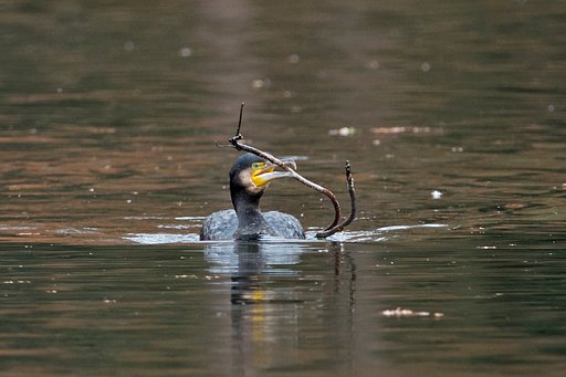 運・カワウ