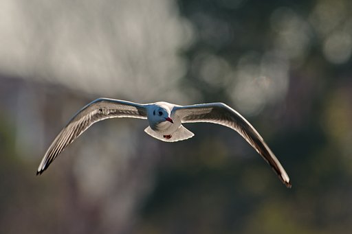 逼・ユリカモメ