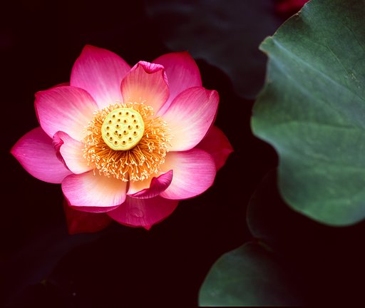Z150mm F3.5W