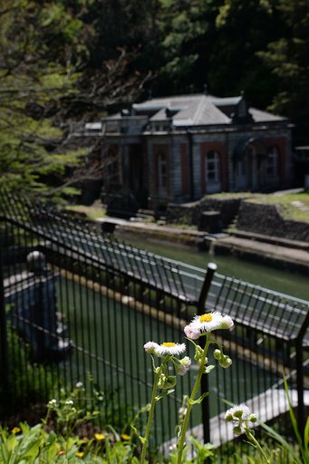 ハルジオンと明治の建築