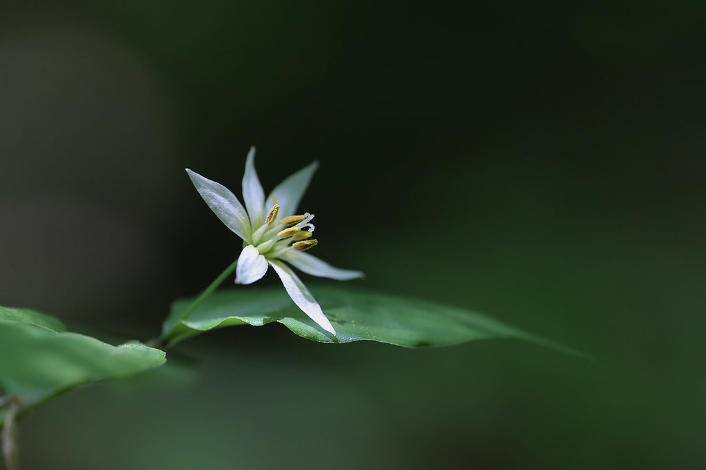 稚児百合