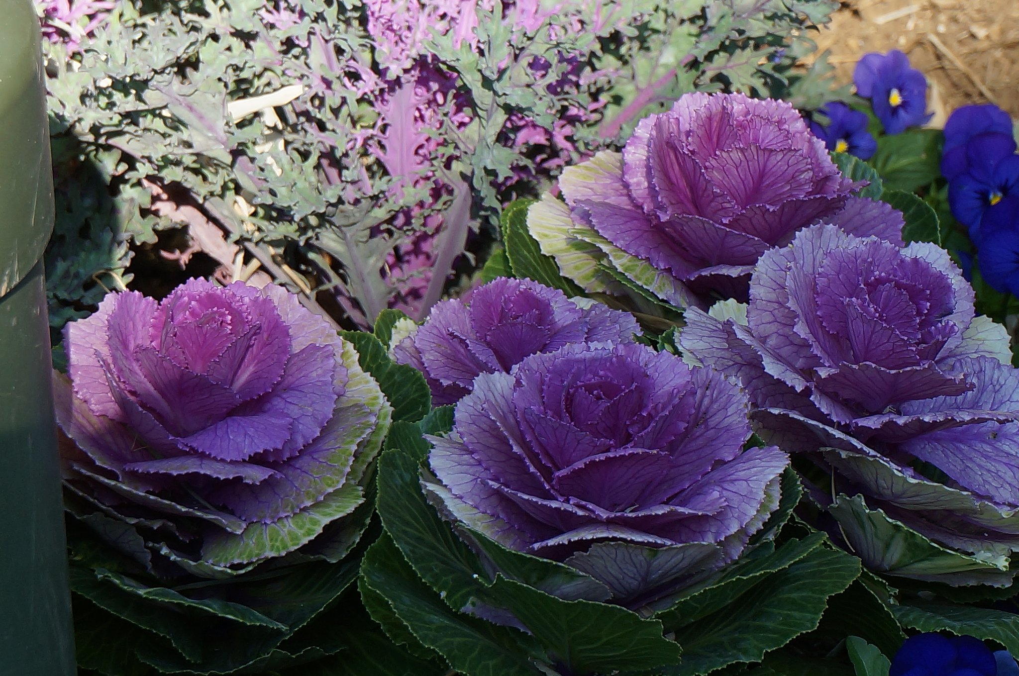 【花キャベツ】
