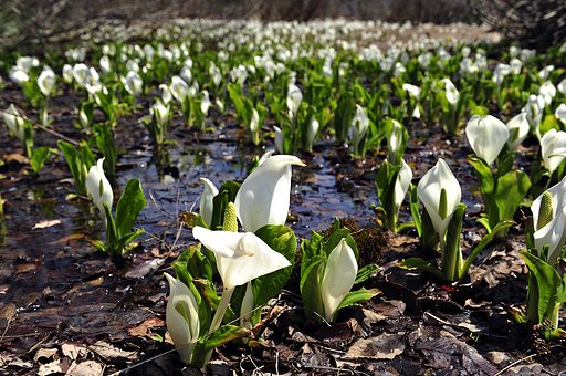 ひるがの高原　水芭蕉