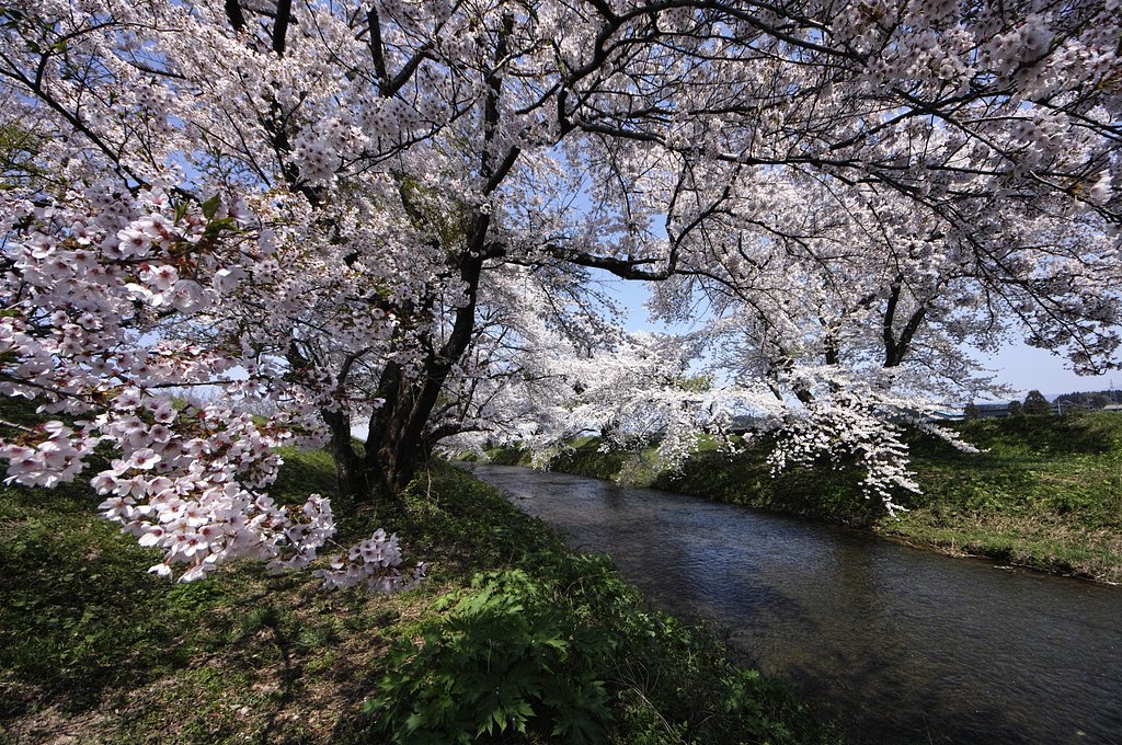 桜と小川