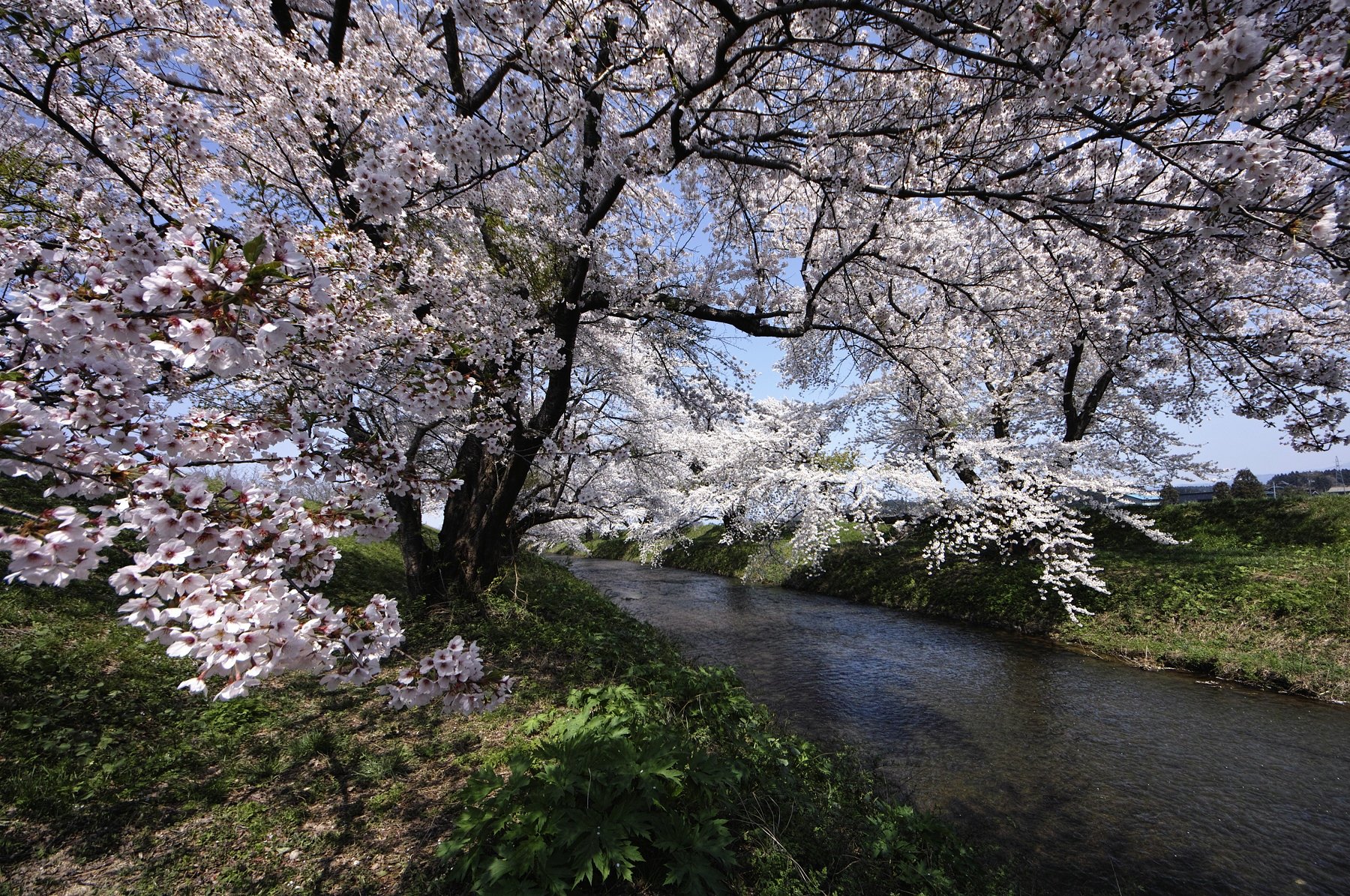 桜と小川