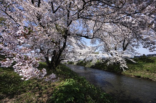 桜と小川