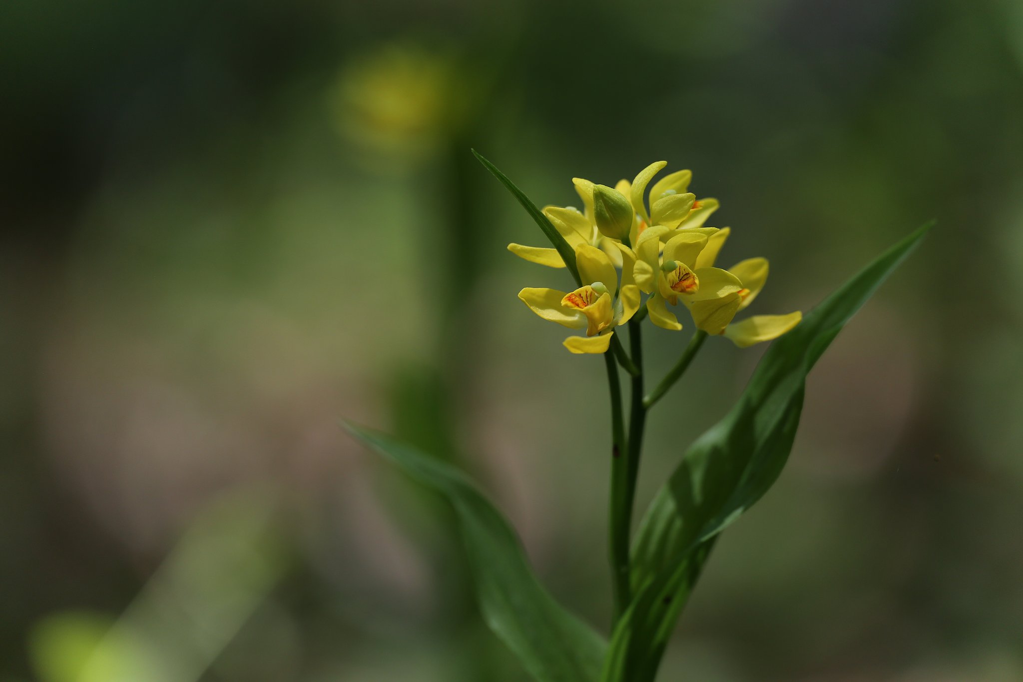 キンランの咲く森（その２）