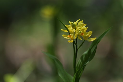 キンランの咲く森（その２）