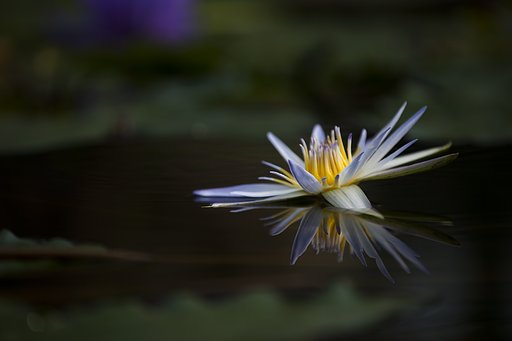 明星
