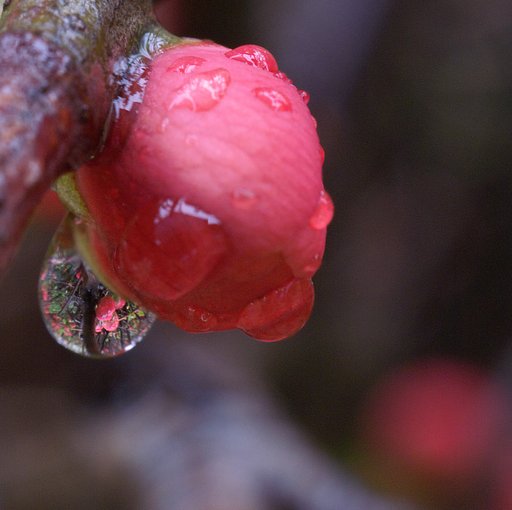 雨水（うすい）の贈り物