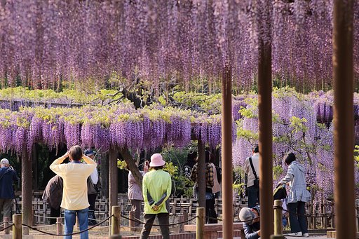 藤見のお客