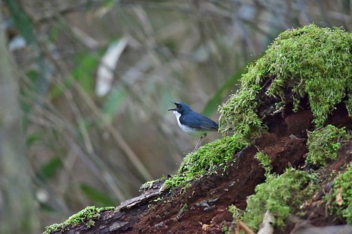 コルリ鳴く