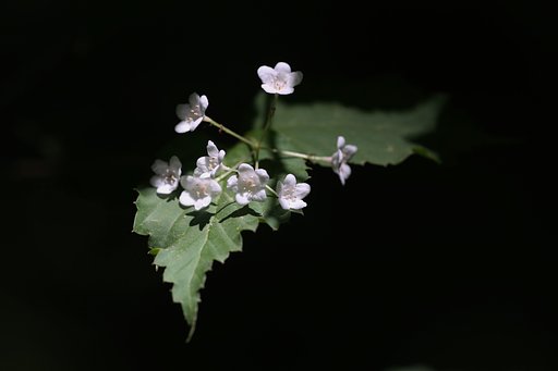 葉上の輝き