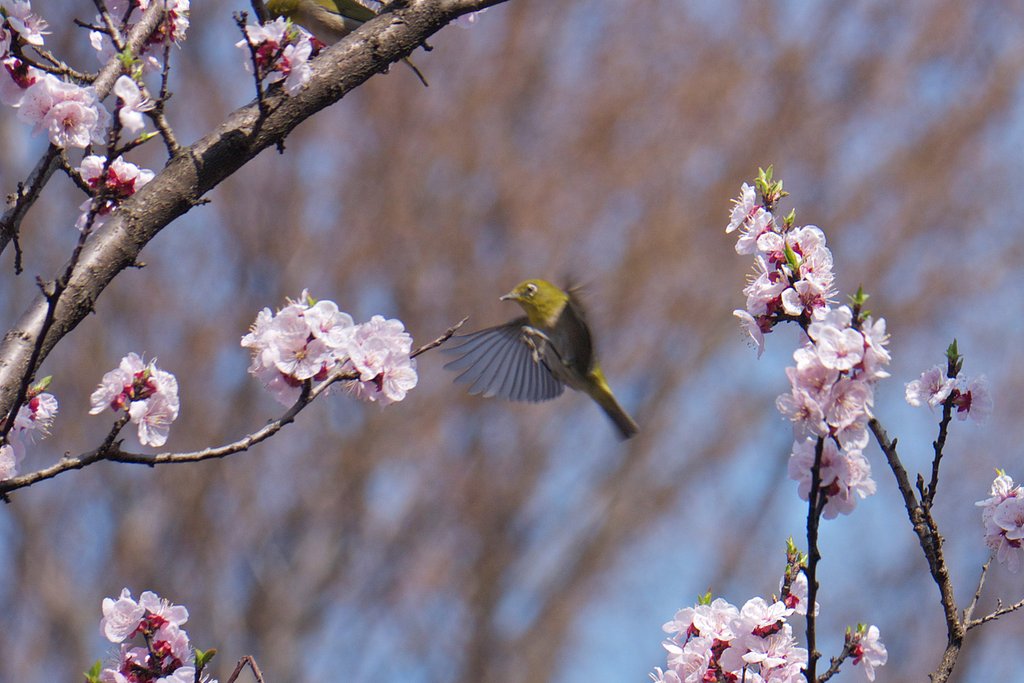 桜・メジロ