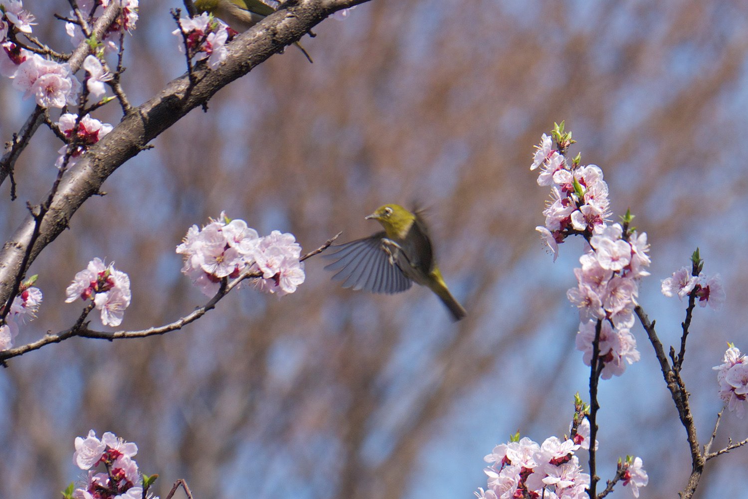 桜・メジロ