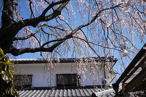 「　寺のしだれさくら　」