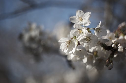 Planar 1:2 f=50mm