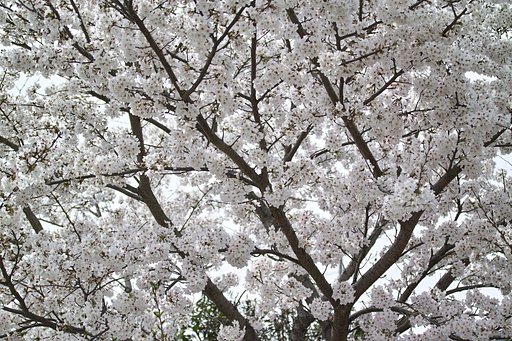 3月の発表
