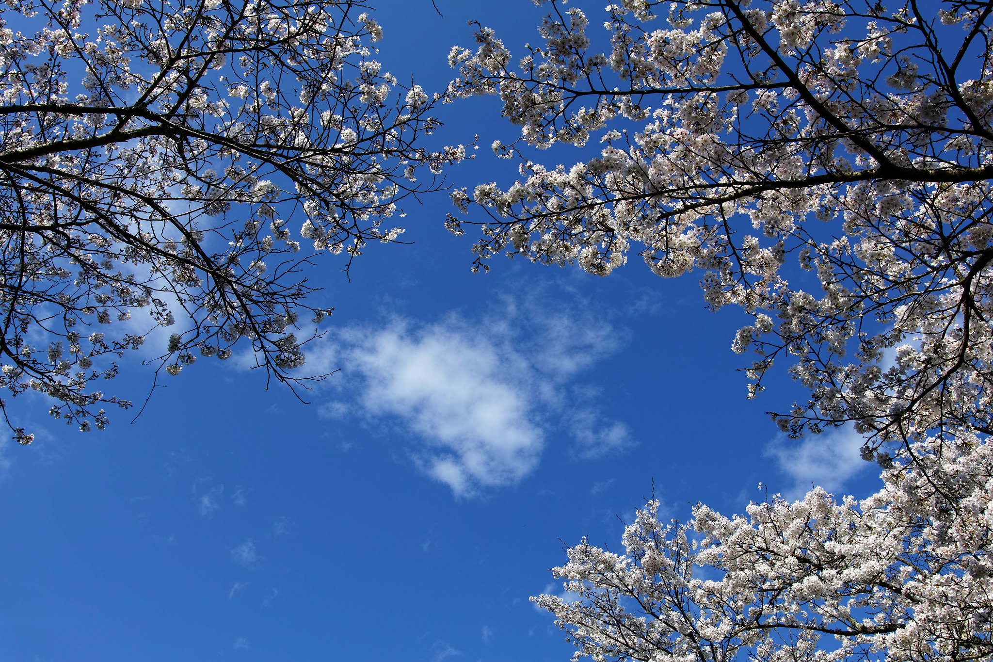 (心）雲
