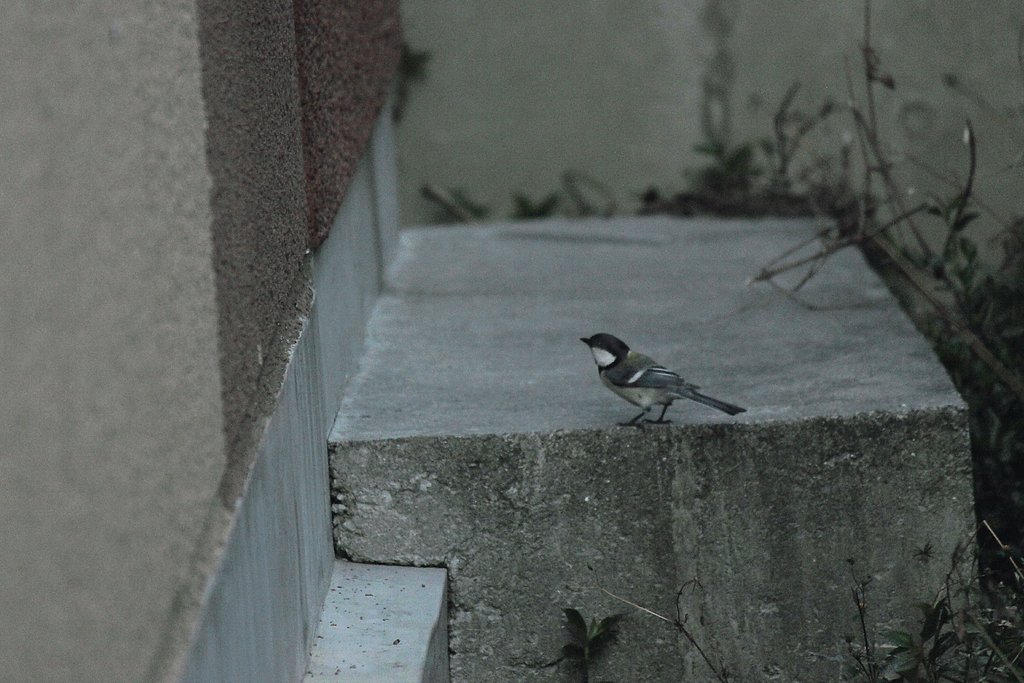 路地裏のシジュウカラ