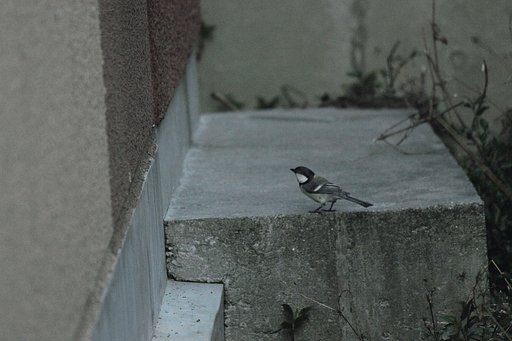 路地裏のシジュウカラ