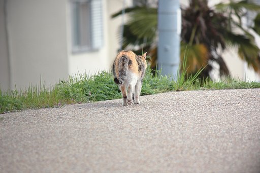 三毛（お腹が大きい猫さん）帰る