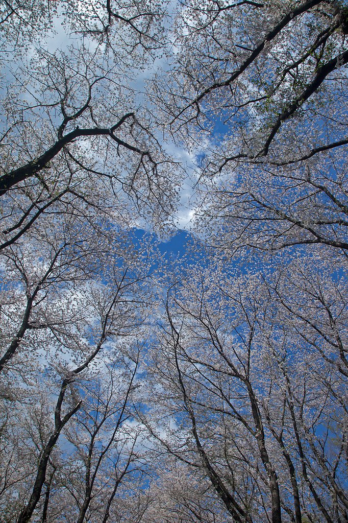 満開の山桜