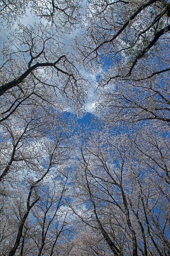 満開の山桜