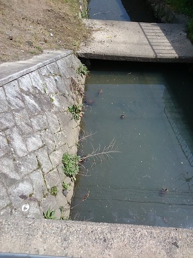 カメ