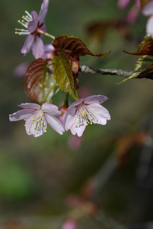 北海道でも桜満開！！