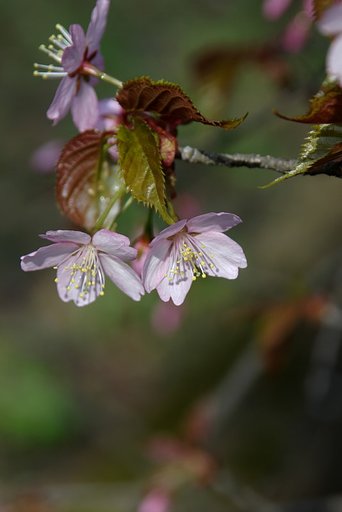 北海道でも桜満開！！